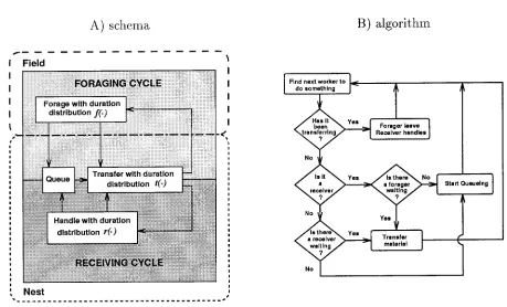 Figure 1: A, Foraging-receiving cycle schema used in the simulation model and (B) its associated algorithm