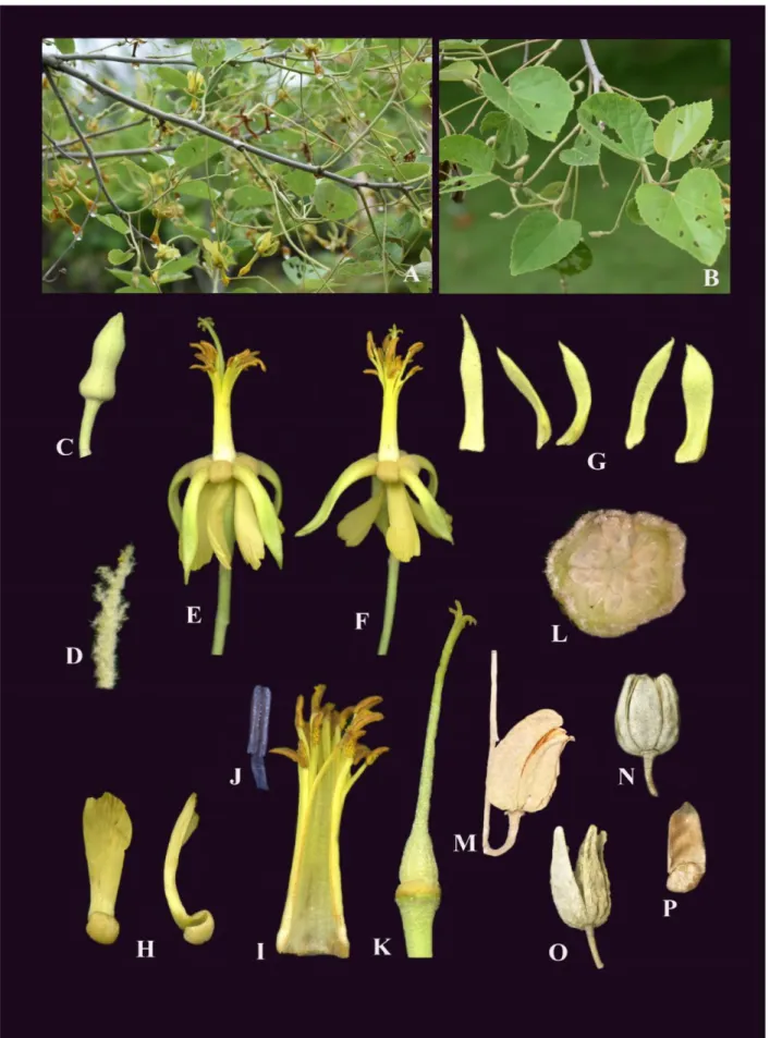 Fig. 2: Eriolaena lushingtonii Dunn A. Twig; B. Leaves; C. Flower bud; D. Involucral bract; E