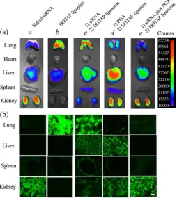 Figure 2. Ex vivo images of dissected tissues (a) and tissue section (b) at 1 h after the sequential injection of PGA plus DOTAP/Chol lipop-lex into mice