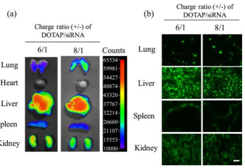 Figure 3. Effect of the charge ratio (+/−) of DOTAP/Chol lipoplex on the biodistribution of siRNA in mice after sequential injection of PGA plus DOTAP/Chol lipoplex of Cy5.5-siRNA