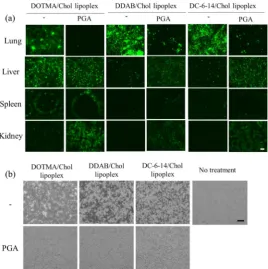 Figure 4. Effect of molecular weight of PGA on the biodistribution of siRNA in mice after the sequential injection of PGA plus DOTAP/Chol lipoplex