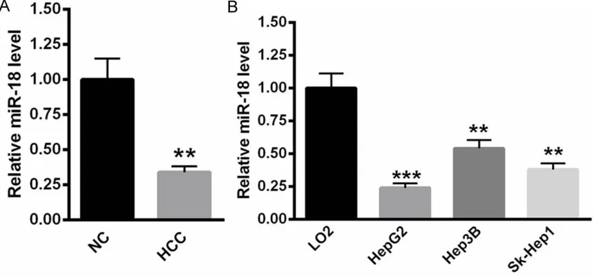 Figure 1. Decreased miR-18 expression in HCC tissues and cell lines. A. Compared with normal para-carcinoma tissue, the level of miR-18 was significantly upregulated in HCC tissues