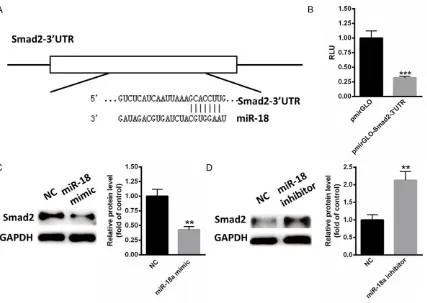 Figure 3. Smad2 is a target gene of miR-18. A. Schematic analysis showed the binding sites of miR-18 in the 3’UTR of Smad2
