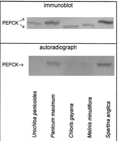 Figure 2Analysis of in vivo phosphorylation of PEPCK in leaves of Cgrasses4