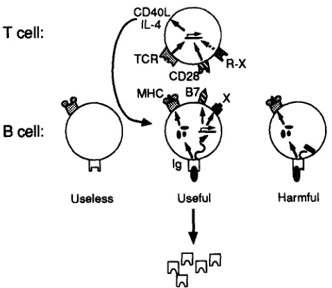Figure 8. A model to explain the requirement for slg signaling and cell activation, and must be teinduced during each B-T cell interaction