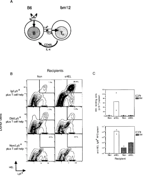 Figure 1. In vivo collaboration between nontolerant or tolerant lysozyme-binding B cells expressing I-A b and l-Ab-specific helper T cells (TH) from bin12 strain mice