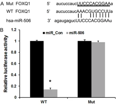 Figure 1. The expressions of miR-506 in bladder cancer tissue and cell lines. A. miR-506 expression levels were examined by qRT-PCR in bladder cancer tissue (Cancer) and adjacent non-neoplastic tissues (Normal)
