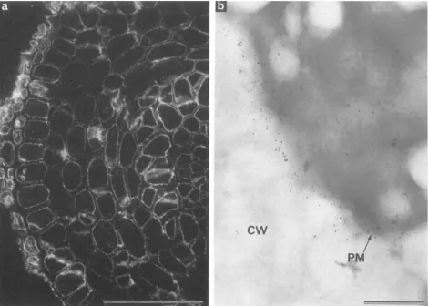 Figure 2. Frozen ultrathin sections of root cortex of carrot and onion prepared with MAC 207 for immunofluorescence and immunogold electron microscopy, respectively