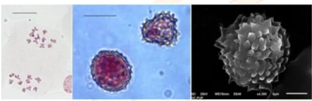 Fig.  6:    A.  houstonianum  n=10  a)  PMC  showing  10:10  chromosome  distribution  at  M-II  b)  Fertile  and sterile pollen grains c) Pollen morphology