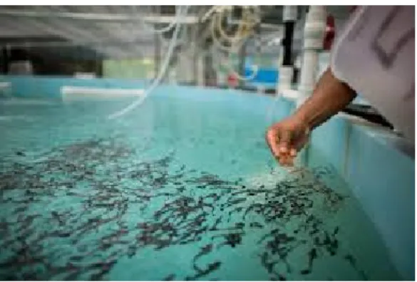 Fig. 2. Hatchery production of cobia in Ecuador. 