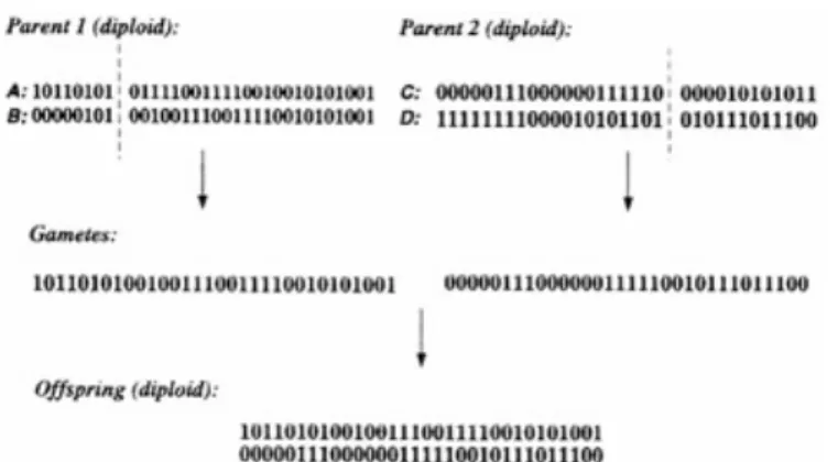 Figure 1.6: An illustration of diploid recombination as performed in Hillis's experiment