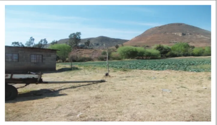 FIGURE 4: Mr Matea’s cabbage field at Ha Bofihla, Thabana Morena (2014–2015).