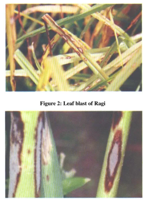Figure 2: Leaf blast of Ragi 