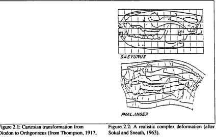 Figure 2.1: Cartesian transformation from Figure 2.2: A realistic complexDiodon to Orthgoriscus (from Thompson, 1917, Sokal and Sneath, 1963).