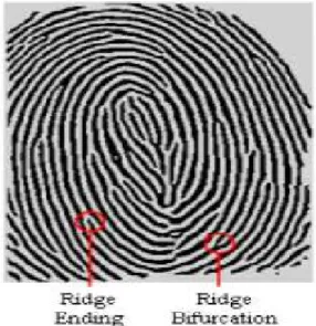 Figure 2: Minutiae D. Voice Biometrics