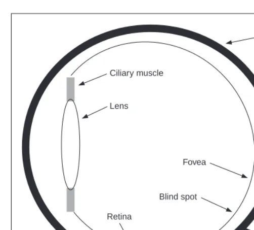 Figure 1.3Human eye