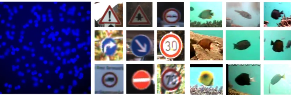 Fig. 4: The datasets used for evaluation: images of cells, traffic signs and fish.