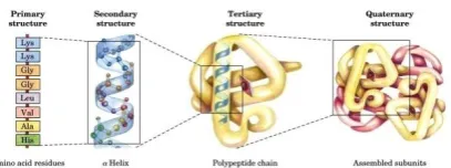 Figure 1 Hierarchy of protein structure 
