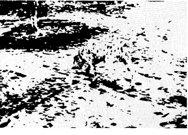Figure 1.1 The picture is an example of a complex pattern. Notice howthe image of the object in the foreground blends with thebackground clutter