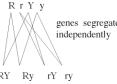 Figure A2.2.3. A simple Mendelian experiment.