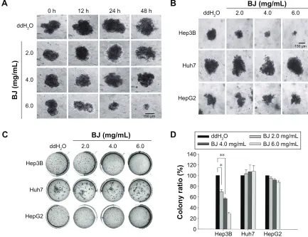 Figure 4 BJ suppressed the growth of hep3B spheroids.Notes: (A) effects of BJ on the growth of multicellular spheroids