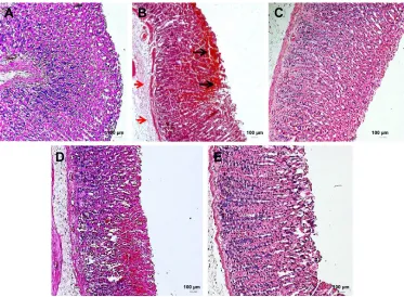 Figure 3 rat gastric tissue stained showing mucus production.Notes: (A) normal gastric tissue (negative control); (B) untreated ethanol-induced gastric ulcer (positive control); and pretreatment with (C) 20 mg/kg body weight omeprazole, (D) 200 and (E) 400