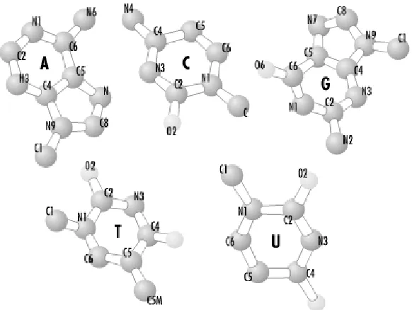 Figure 7-2 shows the five nucleotides, which are also referred to as bases. In hydrolyzed double-stranded DNA, there are always equal amounts of A and T nucleotides (A = T)