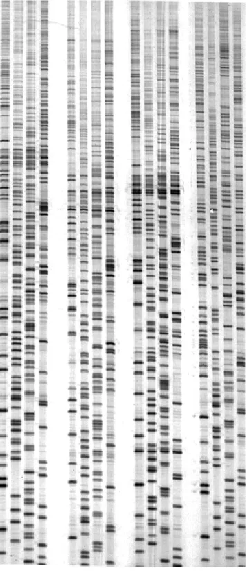 Figure 7-5. DNA sequencing gel 