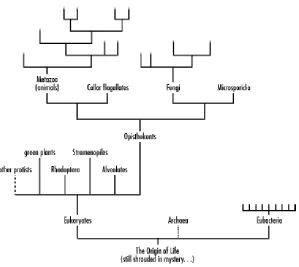 Figure 1-3. The "Tree of Life" represents the nomenclature system that classifies species 