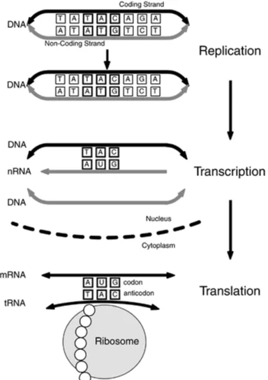 Figure 1-5. The Central Dogma of Molecular Biology. DNA is transcribed to messenger RNA in the cell nucleus, which is in turn translated to protein in 