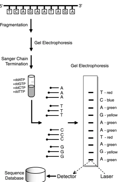 Figure 1-11. Automated Gene Sequencing.