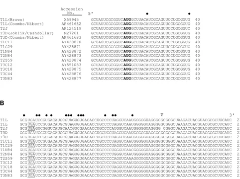 Figure 1Sequences near the 5' (A) and 3' (B) ends of the M1 plus strands of 14 reovirus isolatesSequences near the 5' (A) and 3' (B) ends of the M1 plus strands of 14 reovirus isolates