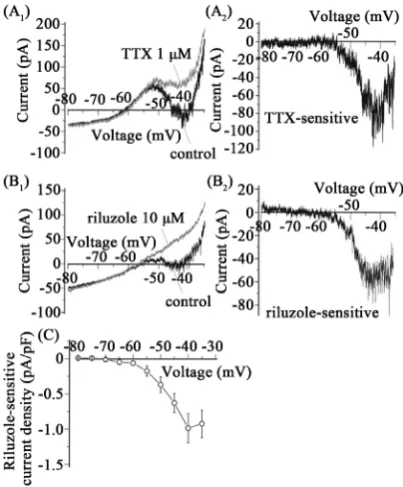 Figure 1. The effects of TTX and riluzole on spontaneous firing in DA VTA neurons. (A1) Spontaneous mem-brane activity before, during, and after application of 1 μM TTX in a representative DA VTA neuron