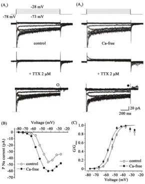 Figure 3. The potentiation of persistent Na+ currents in Ca2+-free extracellular solution