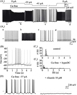 Figure 4. Burst firing of DA VTA neurons. (A1) Membrane activity before, during, and after the application of Ca2+-free extracellular solution with or without continuous hyperpolarizing current injection in a representative DA VTA neuron; (A2) 30-s segment