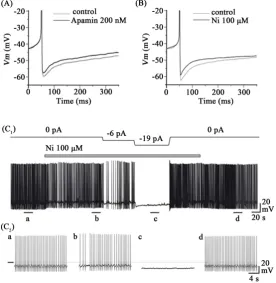 Figure 5. The effects of Ni2+ on the firing of DA VTA neurons. (A) Average 10 of APs before (grey line) and during apamin treatment without current injection (black line)