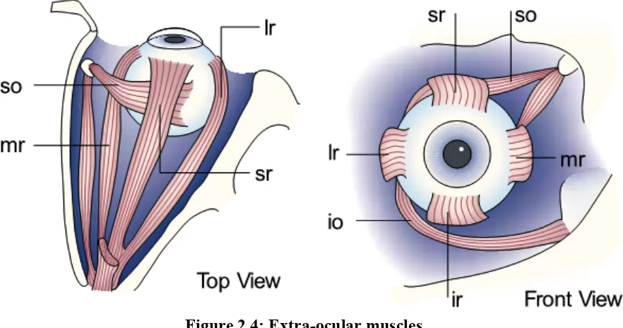 Figure 2.4: Extra-ocular muscles. 