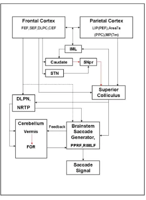 Figure 2.5: Major structures involved in saccade control. 