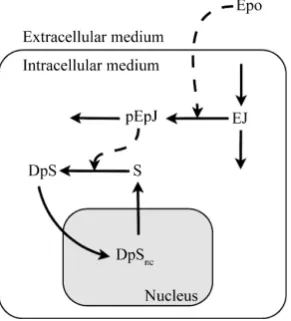 Figure 4. Structure of the JAK2-STAT5 pathway model. Epo: concen-tration of Epo in the extracellular medium; EJ: fraction of non-activated EpoR/JAK2 complex; pEpJ: fraction of activated EpoR/JAK2 complex; S: fraction of non-activated and non-dimerised STAT
