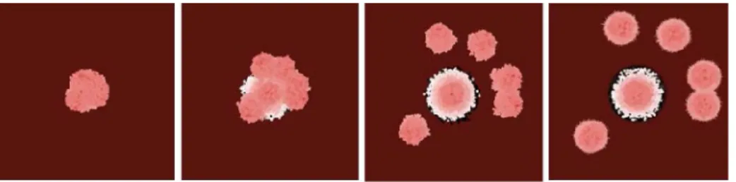 Fig.  1.  Stem cells evolution and metastasis visualization (from 6 original stem cells to 23,000­