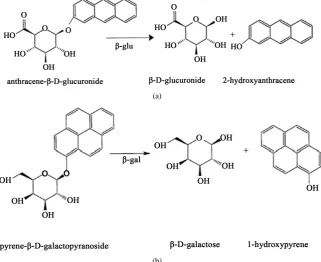 Figure 1. Activity of the enzymes (a) glucuronidase (β-glu) on the fluorogenic substrate anthracene-β-D-glucu- ronide and (b) galactosidase (β-gal) on the fluorogenic substrate pyrene-β-D-galactopyranoside (adopted from Brown et al., 2004)