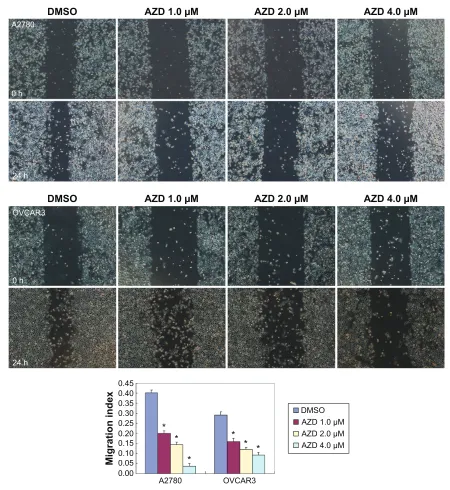 Figure 2 effects of aZD1080 on ovarian carcinoma metastatic ability.Notes: Wound healing assays show that aZD1080 decreased the migration ability of a2780 and OVcar3 cells in a dose-dependent manner