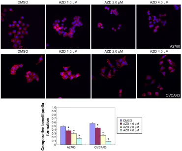 Figure 3 effects of aZD1080 on ovarian carcinoma cell invasion.Notes: Transwell assays show that aZD1080 decreased the invasion ability of a2780 and OVcar3 cells in a dose-dependent manner