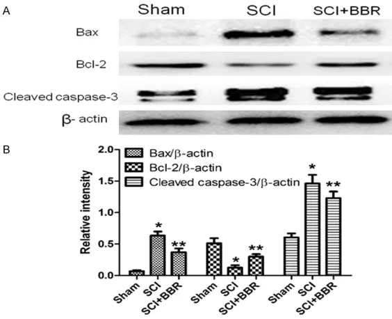 Figure 3. BBR ameliorates the level of apoptosis associated with Bax, Bcl-2, and cleaved caspase-3 proteins in spinal cord lesions three days after SCI