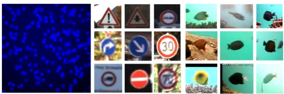 Fig. 4   The datasets used for  evaluation: images of cells,  traf-fic signs and fish