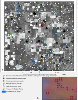 Figure 4. Workflow of steps involved in image classification for musk thistle detection using spectral angle mapper