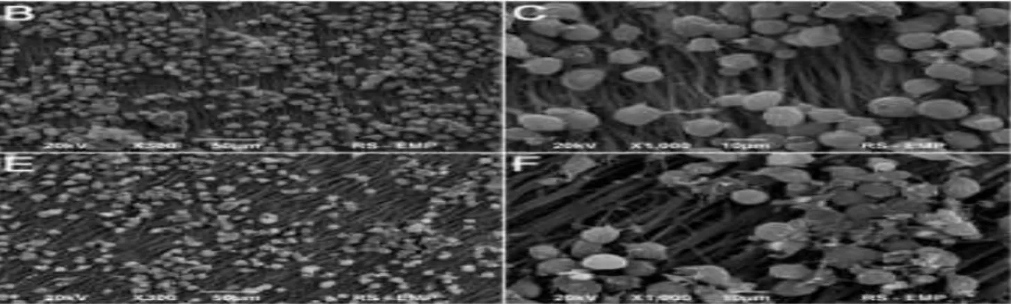 Figure 5: Imaging Scanning electron microscope of adipose derived stem cell 
