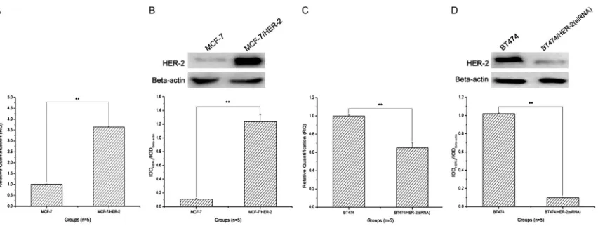 Figure 2. The fluorescent hybridization signal of miR-NAs in breast cancer cells. The images indicated the obvious fluorescent hybridization signal of miRNAs was displayed in breast cancer cells.
