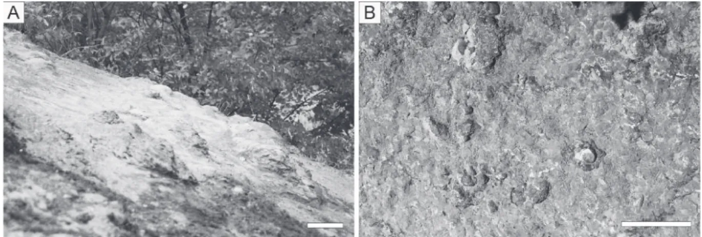 Fig. 4. Palaeobottom surfaces with stromatoporoids. A) Fragment of a surface exposed in a river ravine south of the Skały Quarry