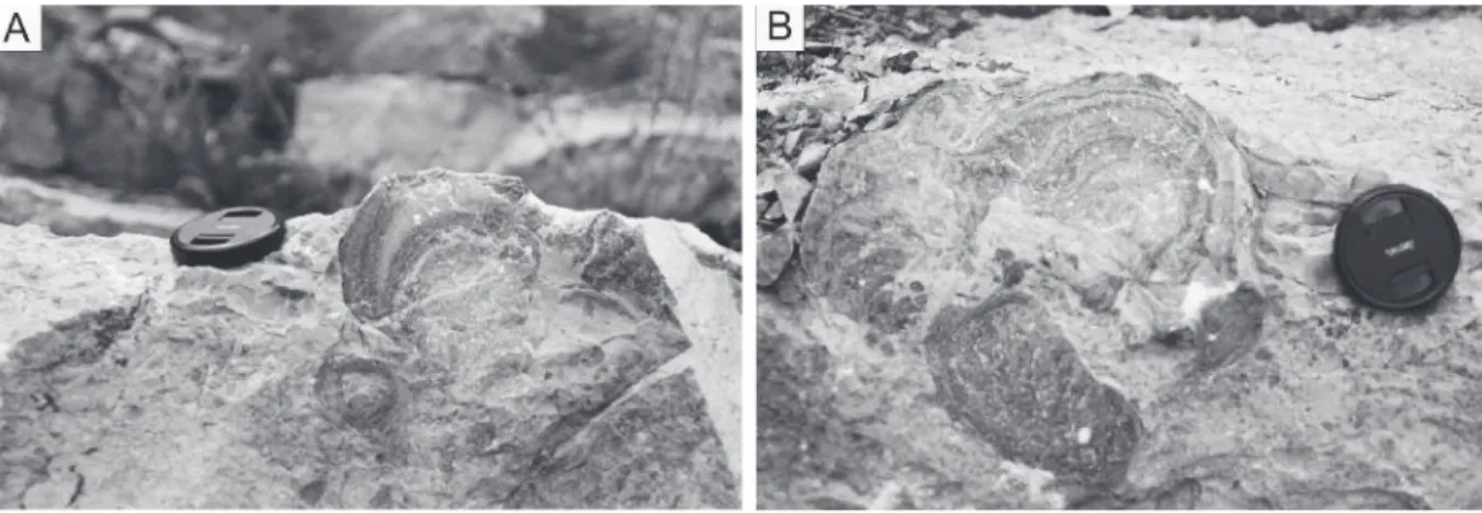 Fig. 6. Stromatoporoids located on the edge of the palaeobottom surface in Panek, deeply rooted into the calcareous layer with an enveloping arrangement of latilaminae